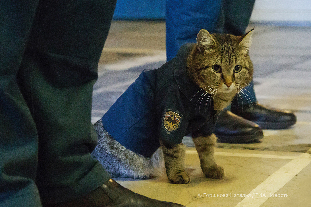 22.01.2022. Кот Семён  принимает участие в построении караула 135 ПСЧ. Кот сам приходит на построение караула и занимает определенный квадрат. 135 ПСЧ. Поселок Боровский, Тюменский район.(Автор фото Наталья Горшкова)
